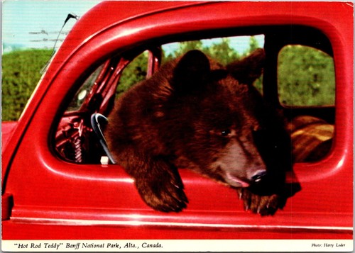 Postcard hot rod teddy rocky - rod,